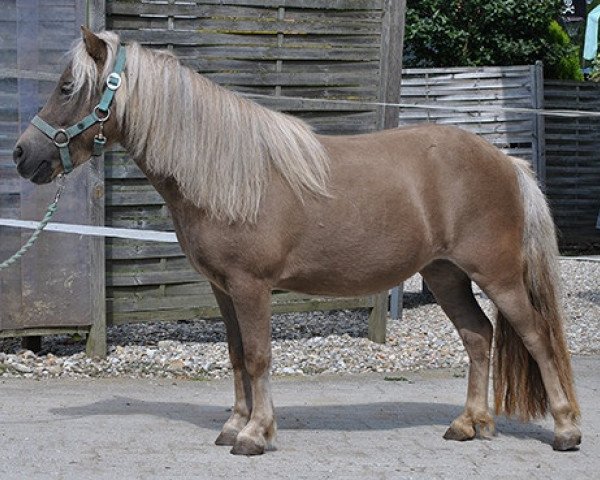 Pferd Annetje v. Hackforst (Shetland Pony, 2007, von Oniel L.H.)