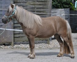 horse Annetje v. Hackforst (Shetland Pony, 2007, from Oniel L.H.)