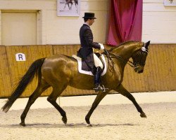 dressage horse Nugget (Oldenburg, 2000, from Dacaprio)