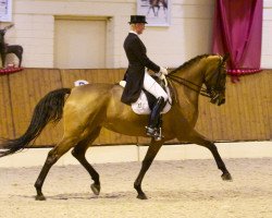 dressage horse Bodega W (Oldenburg, 2006, from Breitling W)