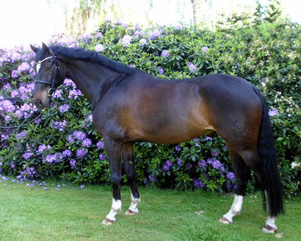 dressage horse Ready to Rock (Hanoverian, 2007, from Rascalino)