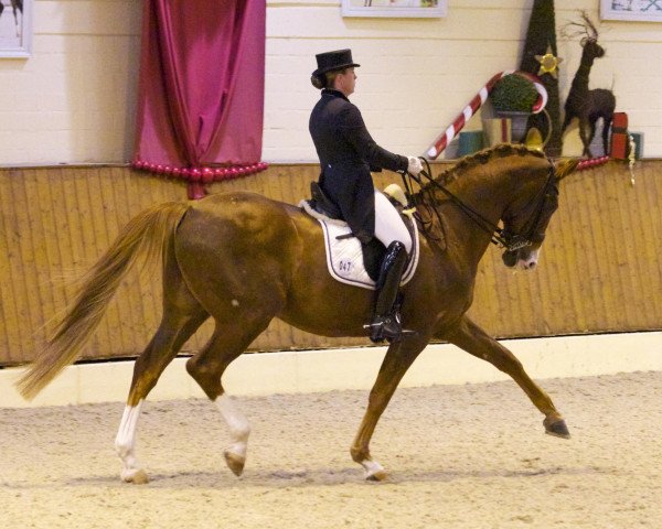 dressage horse Danseur (Württemberger, 2000, from Dr. Jackson D)
