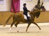 dressage horse Danseur (Württemberger, 2000, from Dr. Jackson D)