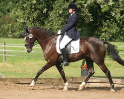 dressage horse Sir Samiro (Westphalian, 2006, from Sir Bedo)