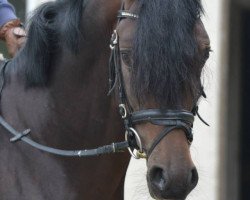 dressage horse Caillou 27 (German Riding Pony, 2008, from Cedrik)