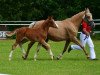 Zuchtstute Die Vierte Dimension (Deutsches Reitpony, 2013, von Dreidimensional AT NRW)