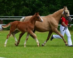 Zuchtstute Allererste Sahne (Deutsches Reitpony, 2008, von A Gorgeous)