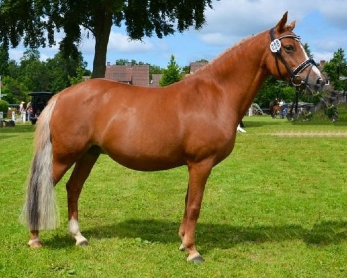 Zuchtstute Dingsda (Deutsches Reitpony, 2005, von HB Daylight)