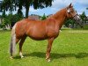 broodmare Dingsda (German Riding Pony, 2005, from HB Daylight)