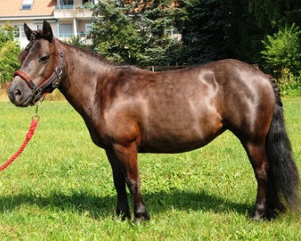 horse Tyvanka v. 't baltink (Shetland Pony, 2003, from Tyfoon van de Kozakkenhoeve)