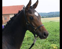 dressage horse Dancing Daria (Oldenburg, 2013, from Bretton Woods)