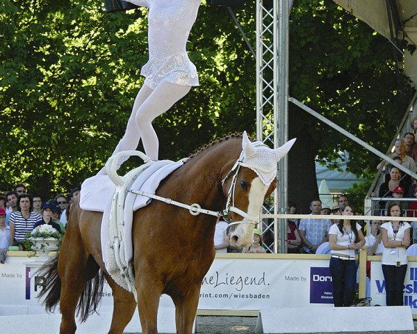 Pferd Lanson 15 (Hannoveraner, 1998, von Landsieger I)