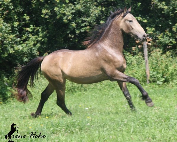 Pferd Seraphim von Greenhorn (Warlander, 2011, von Hortelano SB)
