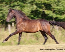 Pferd Tornado von Greenhorn (Warlander, 2012, von Anubis von Greenhorn)