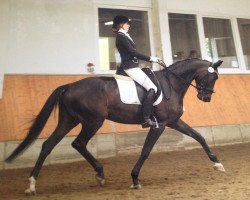 dressage horse Donna Clara 42 (Westphalian, 2002, from St. Ludwigs Defacto)