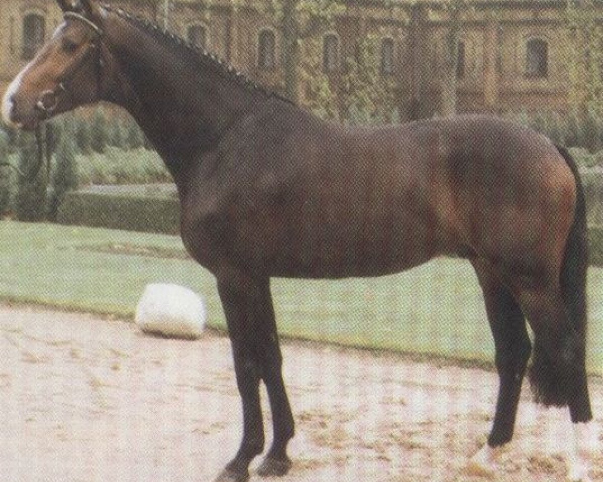 Deckhengst Le Charmeur E (Hessisches Warmblut, 1989, von Lordon)
