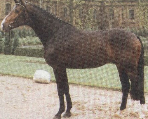 stallion Le Charmeur E (Hessian Warmblood, 1989, from Lordon)