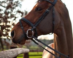 horse Lost no time (Hessian Warmblood, 2006, from Lone Star)