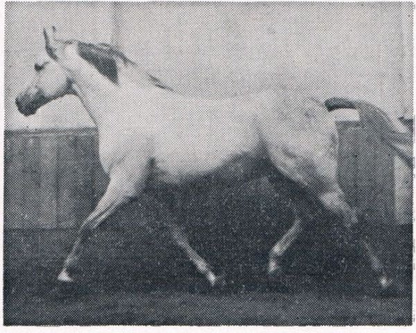 stallion Roemischer Prinz (Hanoverian, 1963, from Ramzes AA)