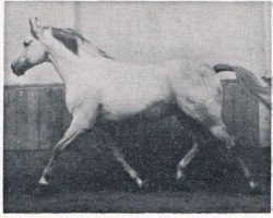 stallion Roemischer Prinz (Hanoverian, 1963, from Ramzes AA)