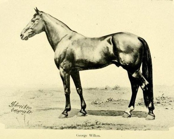 stallion George Wilkes 519 (US) (American Trotter, 1856, from Hambletonian 10 (US))