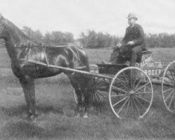 stallion Axtell US-5183 (American Trotter, 1886, from William L 4244 (US))