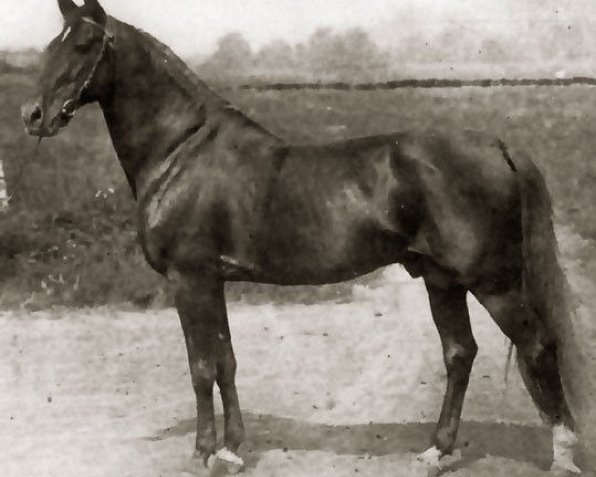 Deckhengst Axworthy US-24845 (Amerikanischer Traber, 1892, von Axtell US-5183)