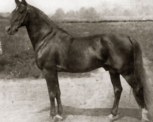 stallion Axworthy US-24845 (American Trotter, 1892, from Axtell US-5183)