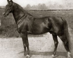 stallion Axworthy US-24845 (American Trotter, 1892, from Axtell US-5183)