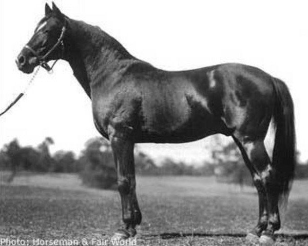 stallion Guy Axworthy US-37501 (American Trotter, 1902, from Axworthy US-24845)
