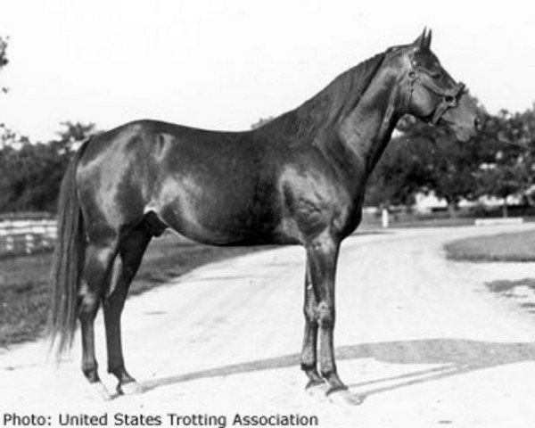 stallion Guy McKinney 67486 (US) (American Trotter, 1923, from Guy Axworthy US-37501)