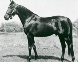 Deckhengst Florican 80195 (US) (Amerikanischer Traber, 1947, von Spud Hanover 72191 (US))