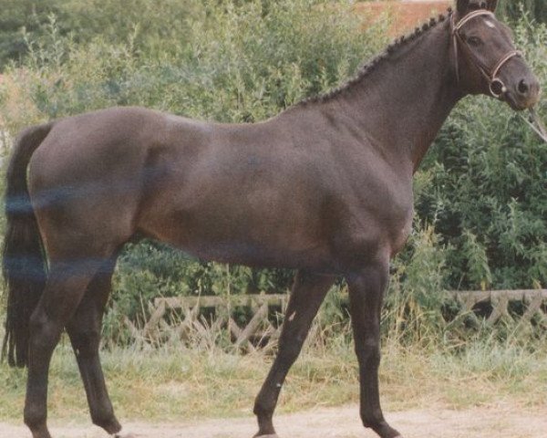Deckhengst Masai (Hannoveraner, 1986, von Matcho AA)