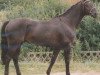stallion Masai (Hanoverian, 1986, from Matcho AA)