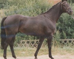 stallion Masai (Hanoverian, 1986, from Matcho AA)