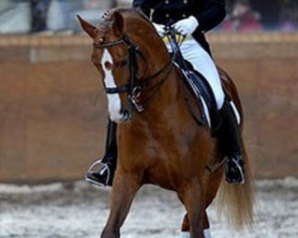 stallion Ritter Remus (Hessian Warmblood, 1998, from Rodgau)