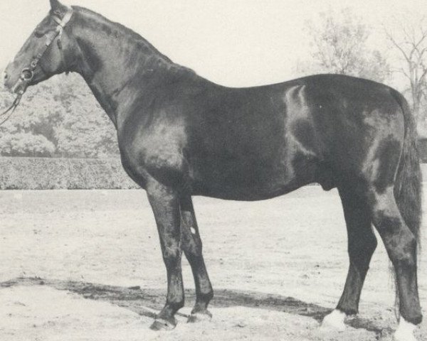 stallion Weitblick (Hanoverian, 1965, from Fernjaeger)