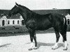 stallion Beausejour (Selle Français, 1967, from Ibrahim AN)
