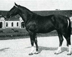 stallion Beausejour (Selle Français, 1967, from Ibrahim)