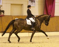 dressage horse San-Siro 4 (Hanoverian, 2006, from Samarant)