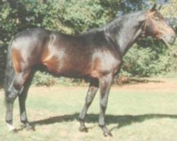 stallion Rungis des Halles (Selle Français, 1983, from Count Ivor xx)