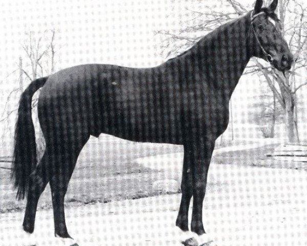 stallion Frohnherr (Westphalian, 1975, from Furioso II)
