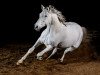 dressage horse Karl 36 (Trakehner, 1998, from Banditentraum)