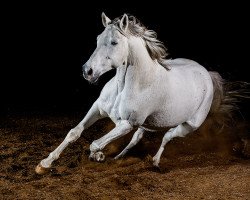 dressage horse Karl 36 (Trakehner, 1998, from Banditentraum)