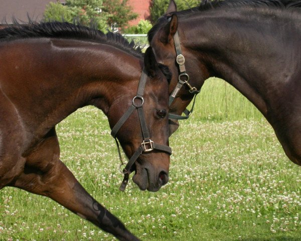 Pferd Golden Guiness (Deutsches Reitpony, 1996, von Golden Echo)