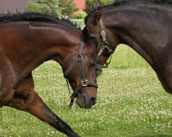 Pferd Golden Guiness (Deutsches Reitpony, 1996, von Golden Echo)