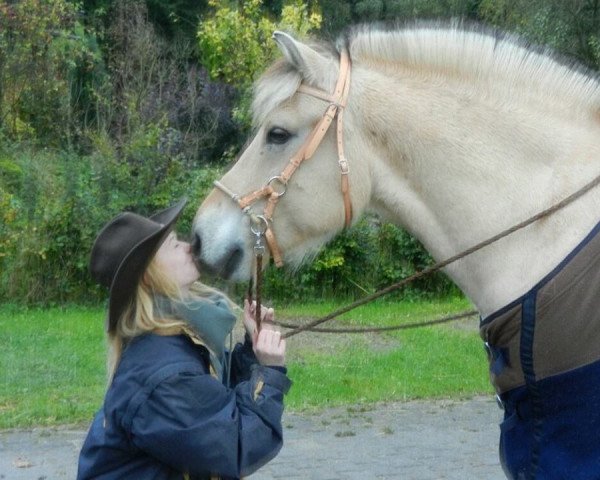 dressage horse Sammy (Fjord Horse, 2004)