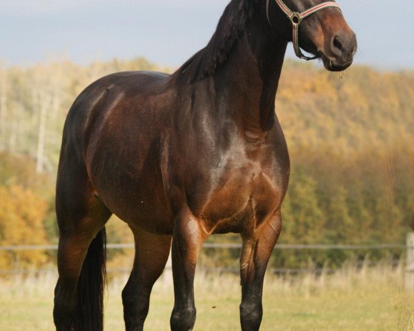 broodmare Cookies'n Cream 2 (Westphalian, 2006, from Condor M)