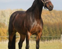 broodmare Cookies'n Cream 2 (Westphalian, 2006, from Condor M)