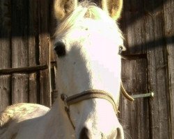 horse Ivana (Lipizzaner, 1997, from Conversano Mirabella)